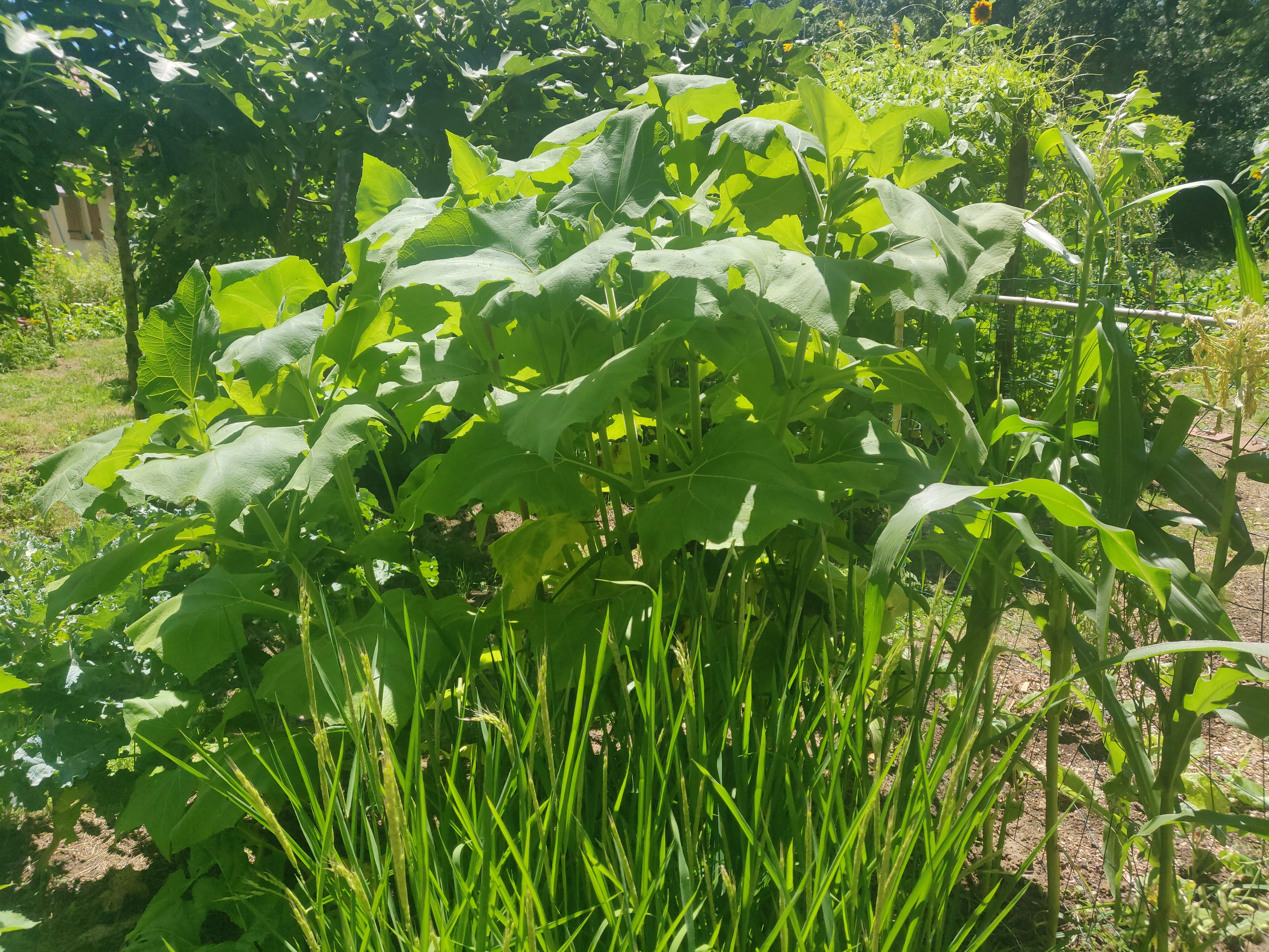 Cultures expérimentation