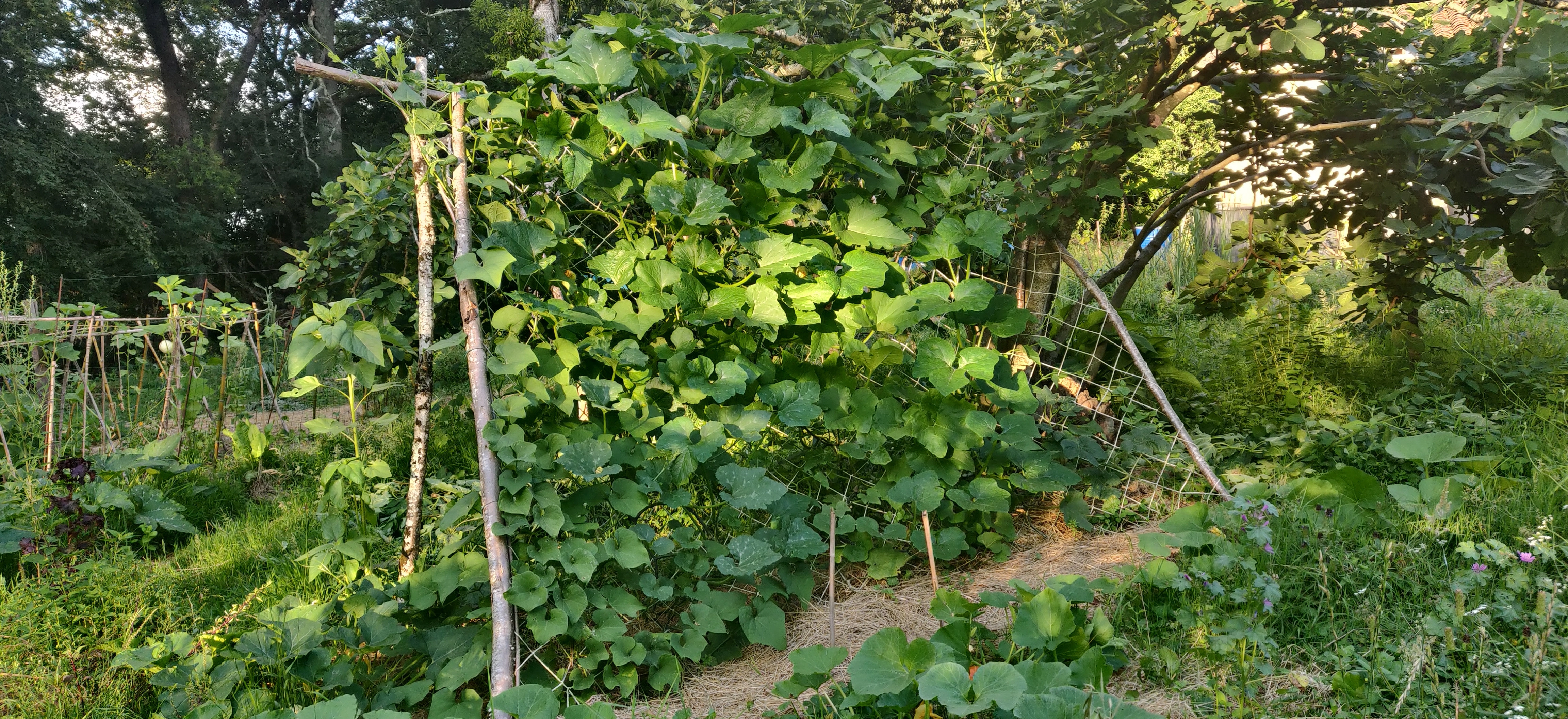 Culture sur structure