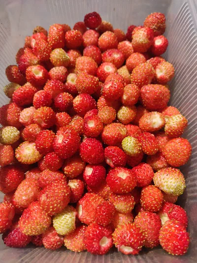 01.fraises des bois.jpg