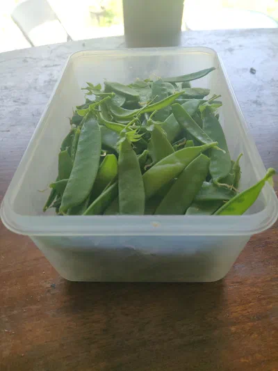 06.pois gourmand.jpg