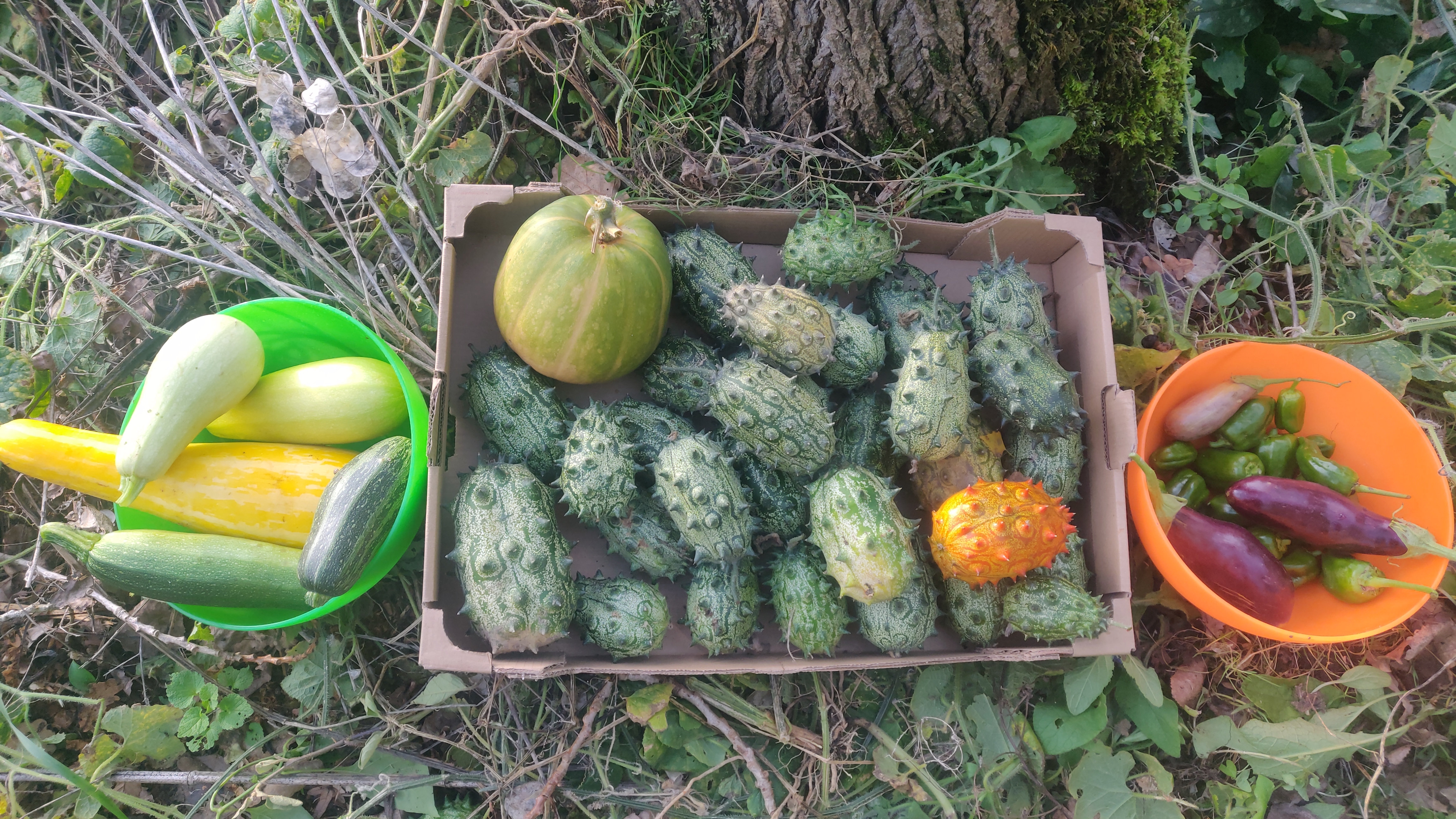 harvest