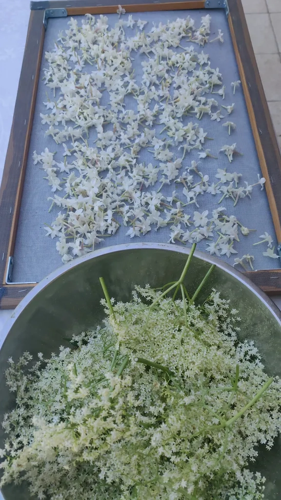Fleurs de sureau