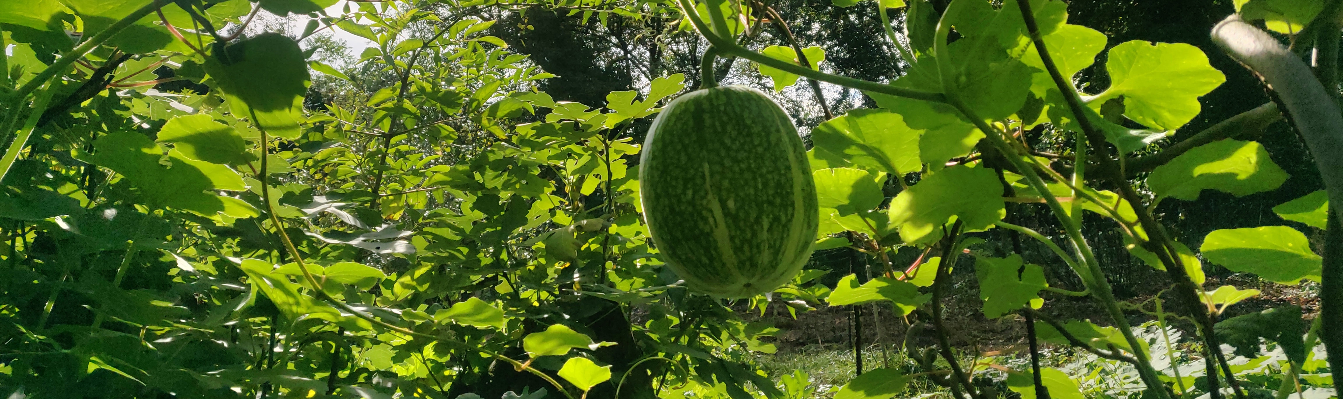 Courge de Siam