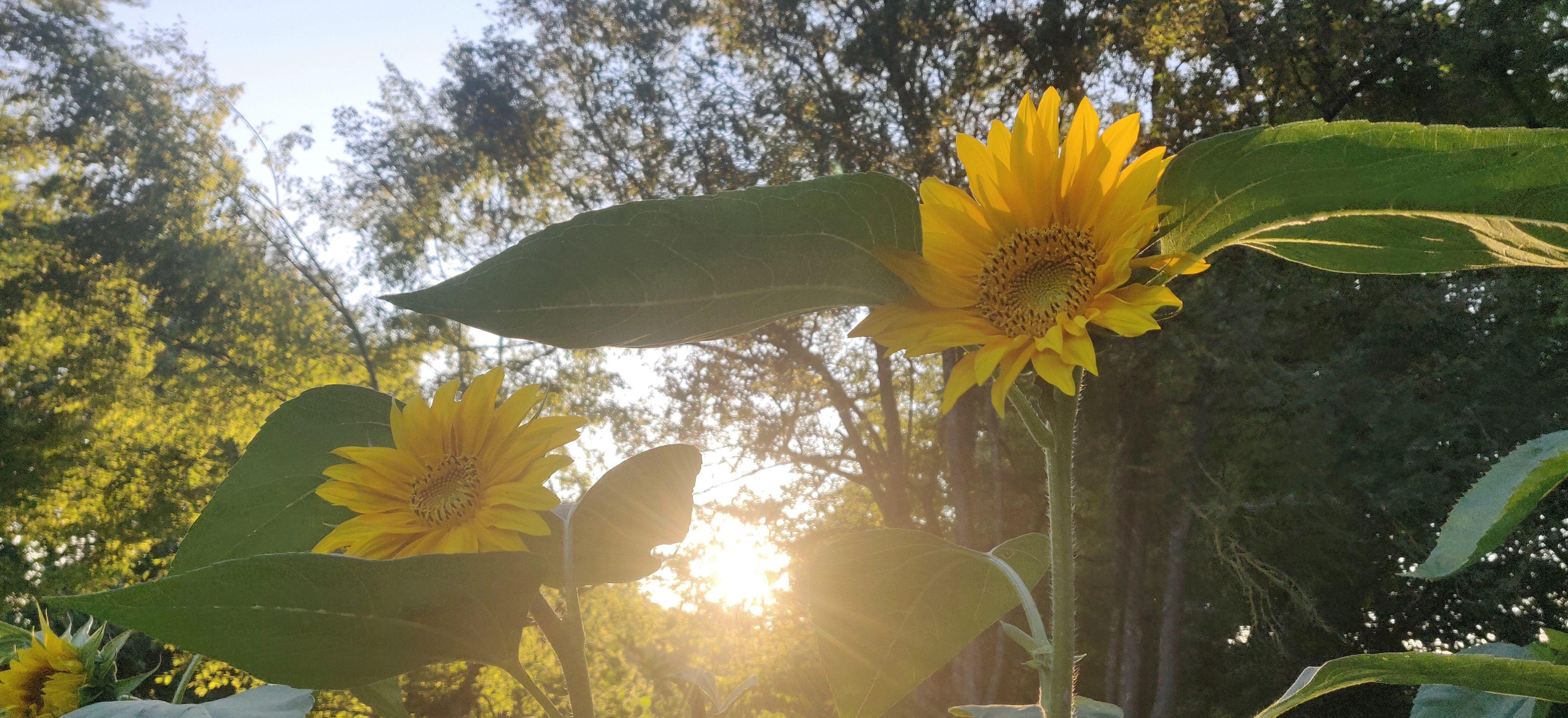 tournesol