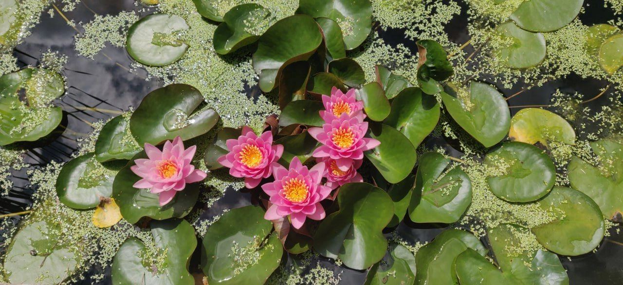 fleurs-nénuphare fleurs-nénuphare