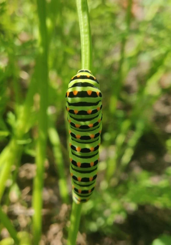 Chenille-papillon