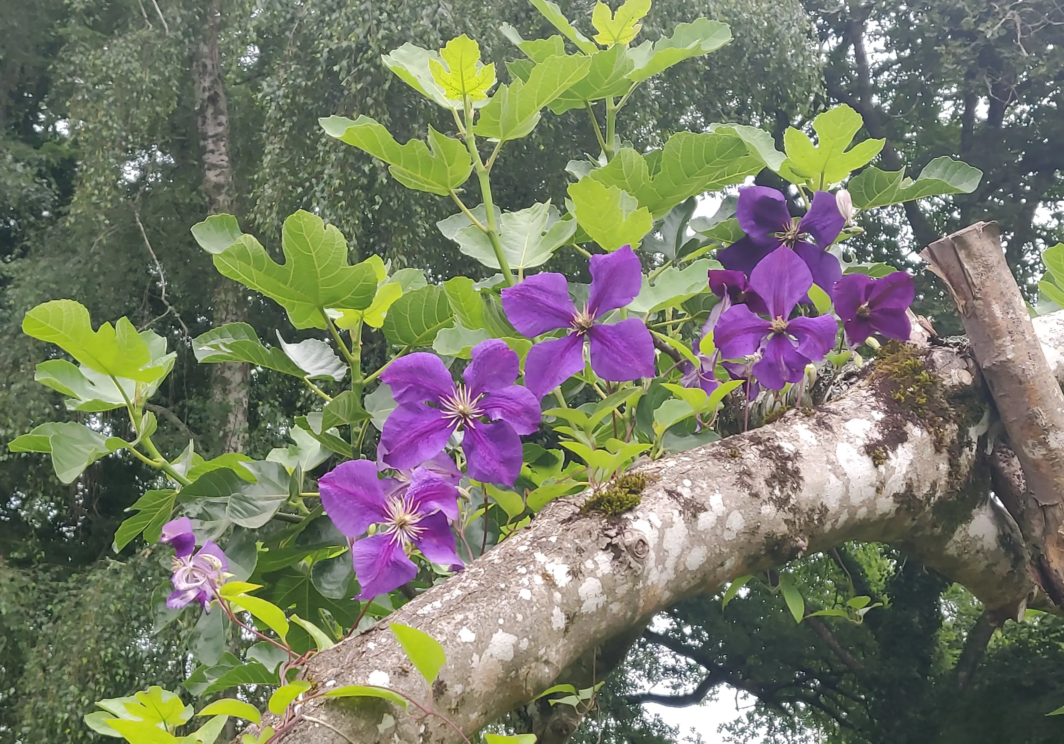 Fleur_2_figuier